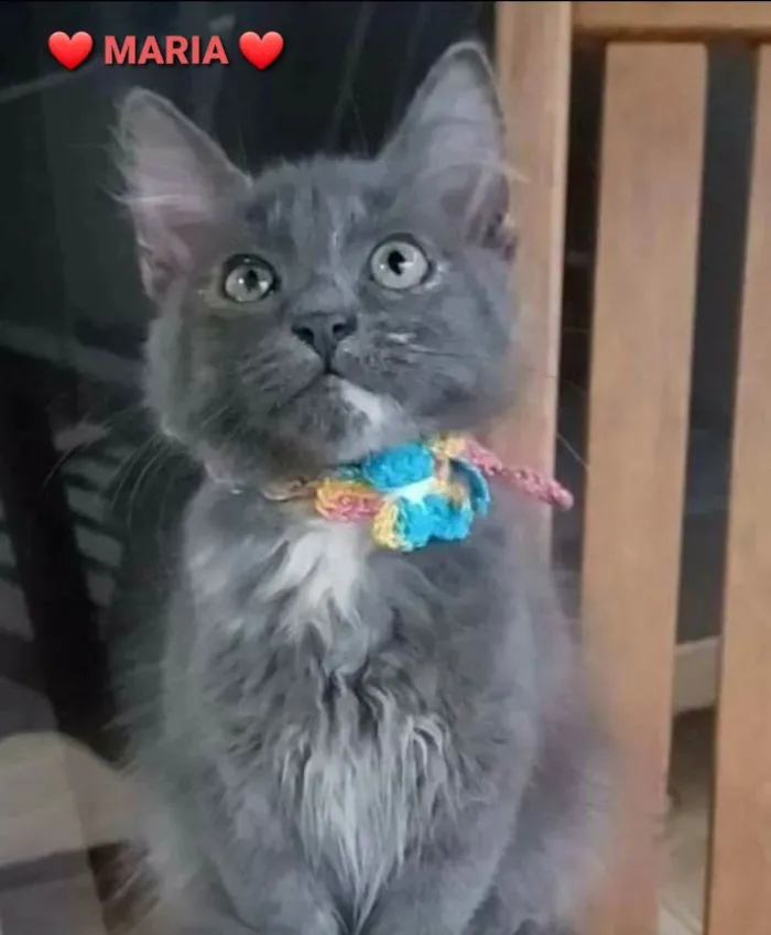 Gato ra a srd bicolor idade 2 a 6 meses nome MARIA, MIA e MANU 