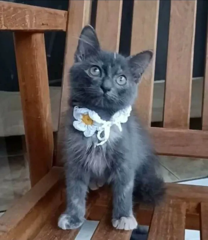 Gato ra a srd bicolor idade 2 a 6 meses nome MARIA, MIA e MANU 