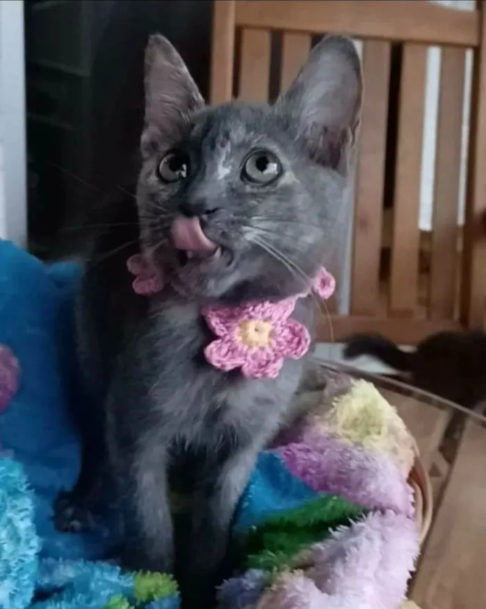 Gato ra a srd bicolor idade 2 a 6 meses nome MARIA, MIA e MANU 