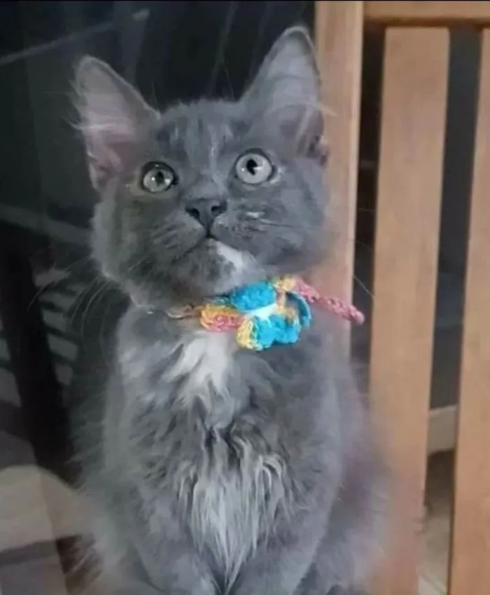 Gato ra a srd bicolor idade 2 a 6 meses nome MARIA, MIA e MANU 