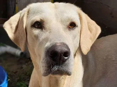 Cachorro raça Labrador mestiço idade 2 anos nome Duque