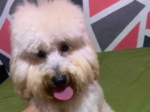 Cachorro raça poodle idade 7 a 11 meses nome zoé