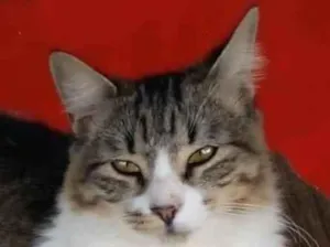 Gato raça srd tigradinha idade 7 a 11 meses nome ** BENEDITA **