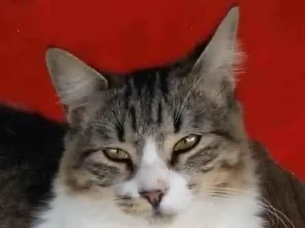 Gato ra a srd tigradinha idade 7 a 11 meses nome ** BENEDITA **
