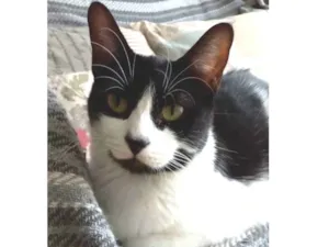 Gato raça srd frajolinha  idade 7 a 11 meses nome # FILÓ #