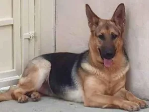Cachorro raça Pastor alemao idade 1 ano nome Pandora