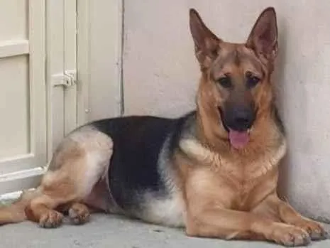 Cachorro ra a Pastor alemao idade 1 ano nome Pandora