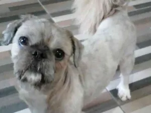 Cachorro raça Shitzu idade 1 ano nome CHARLES