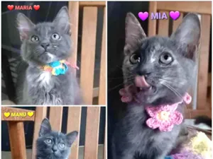 Gato raça srd bicolor idade 2 a 6 meses nome MARIA, MIA e MANU 