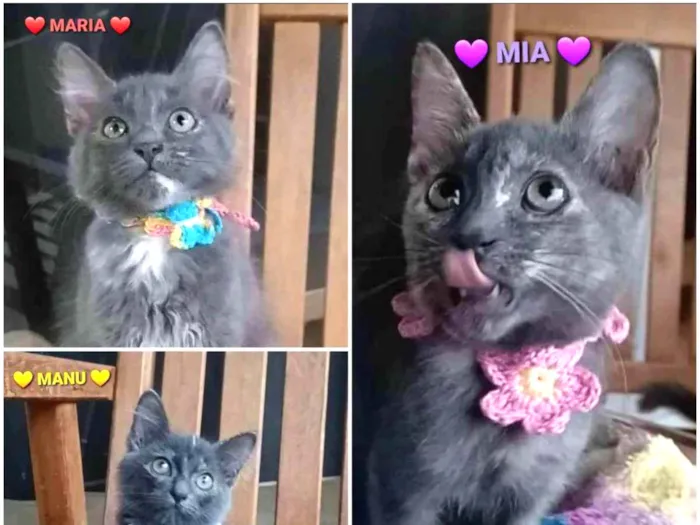 Gato ra a srd bicolor idade 2 a 6 meses nome MARIA, MIA e MANU 