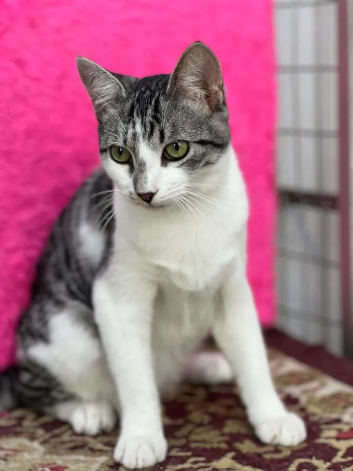 Gato raça SRD idade 2 a 6 meses nome Tody