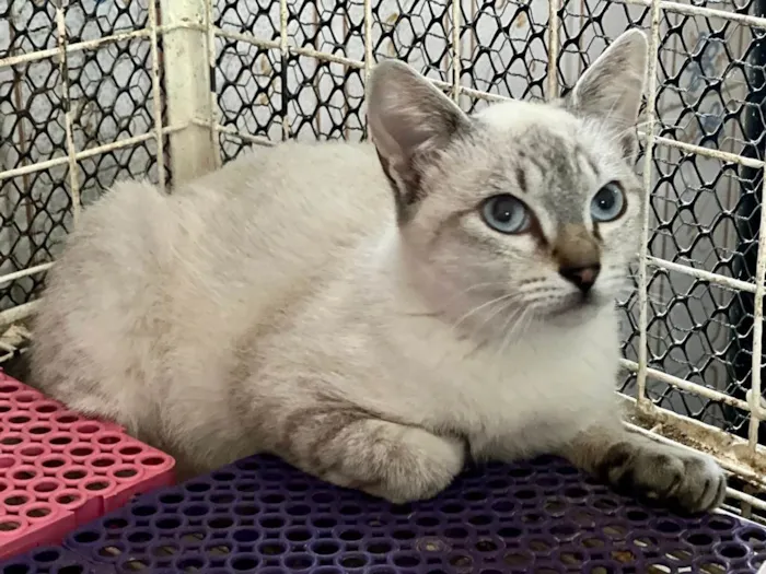 Gato raça Siamês  idade 2 a 6 meses nome TED