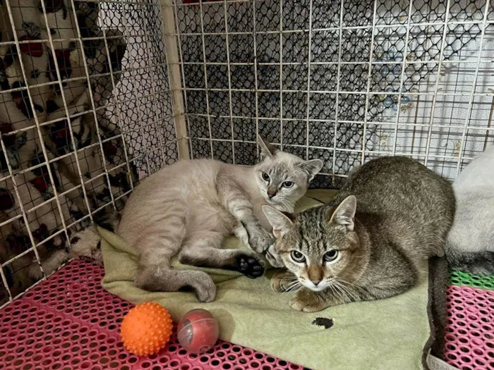 Gato raça Siamês  idade 2 a 6 meses nome TED