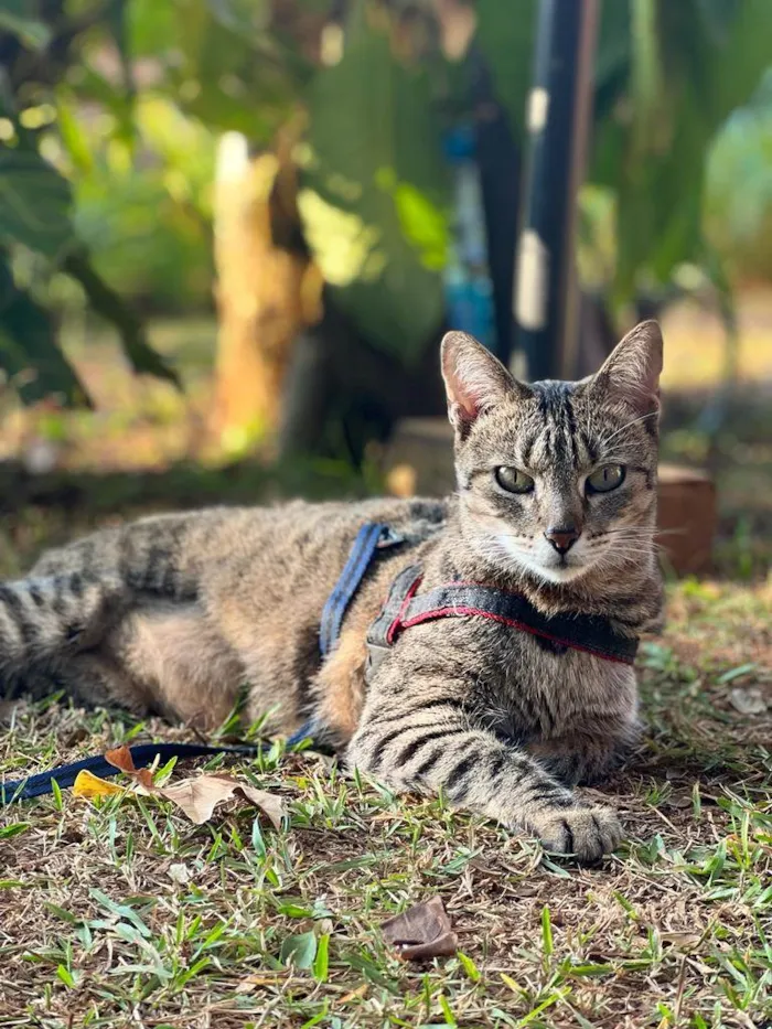 Gato raça SRD idade 7 a 11 meses nome Zara