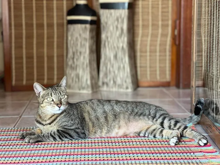Gato raça SRD idade 7 a 11 meses nome Zara