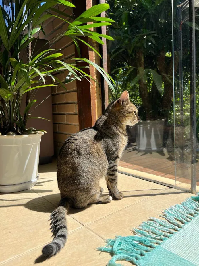 Gato raça SRD idade 7 a 11 meses nome Zara