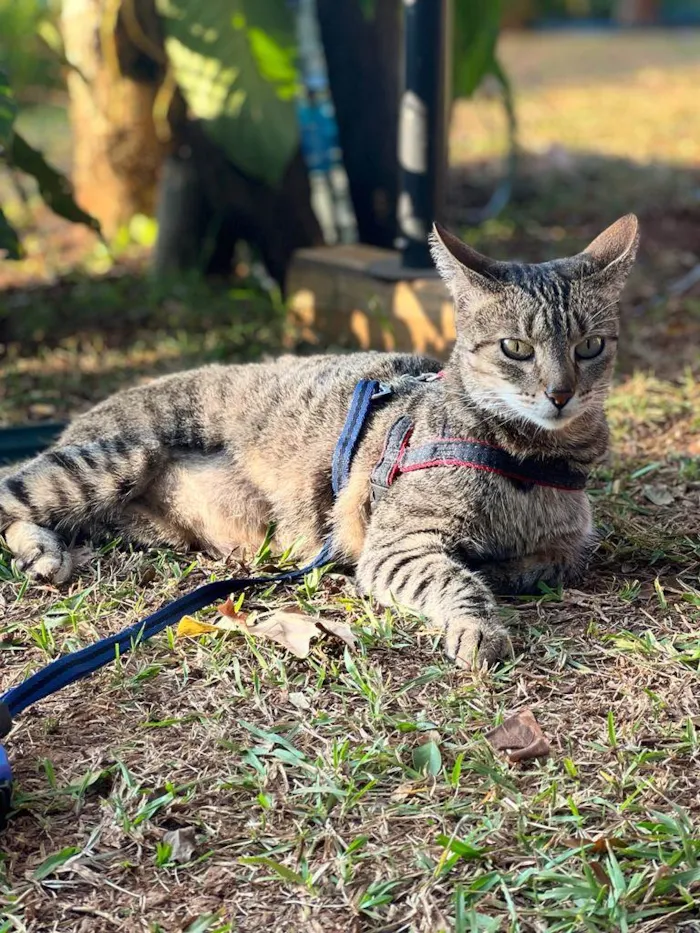 Gato raça SRD idade 7 a 11 meses nome Zara