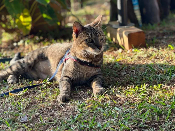 Gato raça SRD idade 7 a 11 meses nome Zara