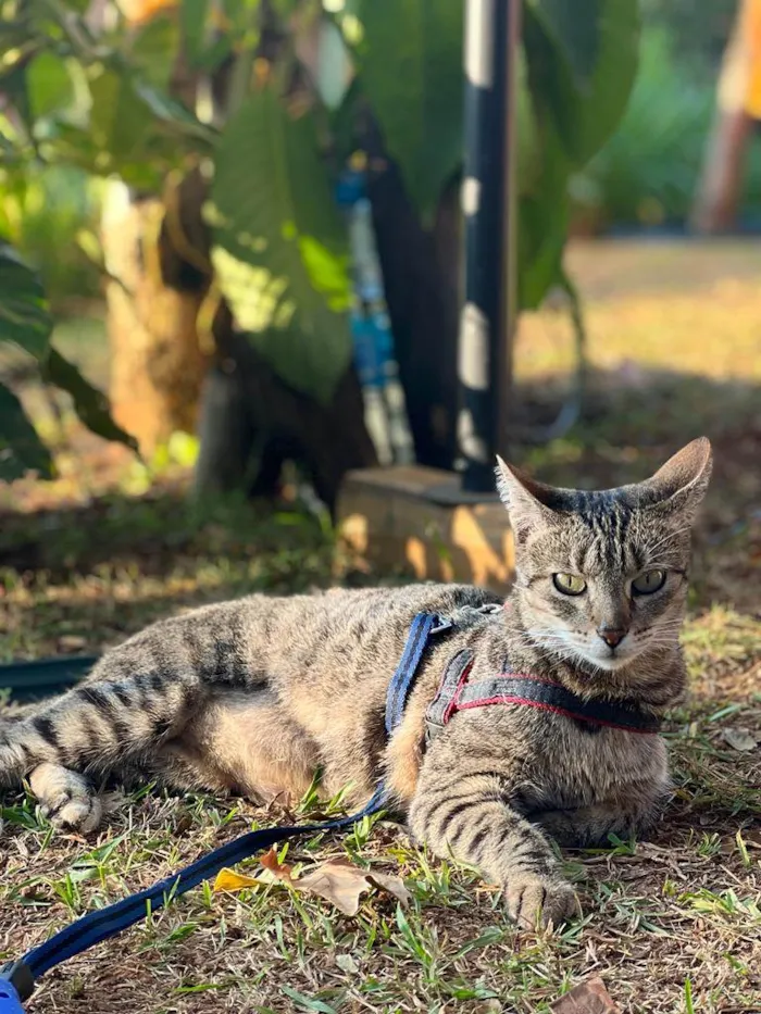 Gato raça SRD idade 7 a 11 meses nome Zara