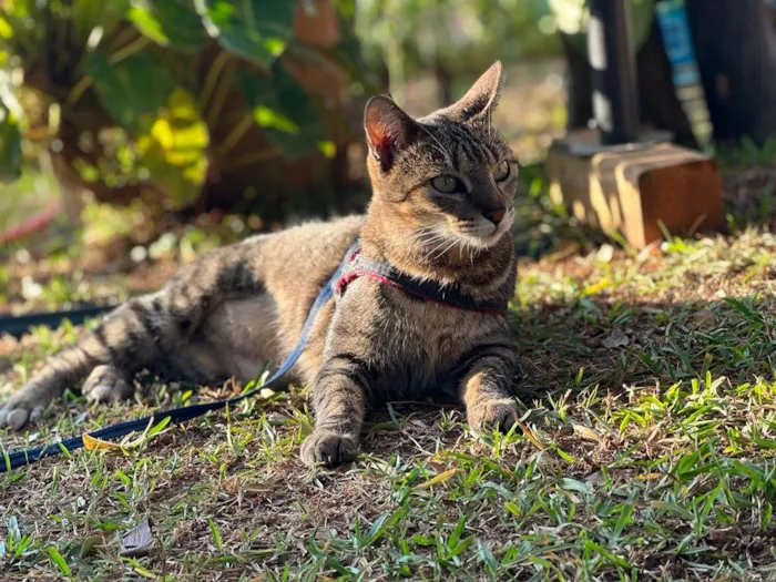 Gato raça SRD idade 7 a 11 meses nome Zara