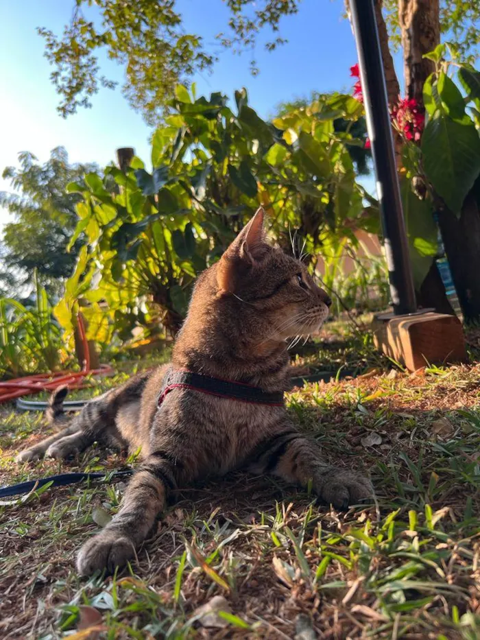 Gato raça SRD idade 7 a 11 meses nome Zara