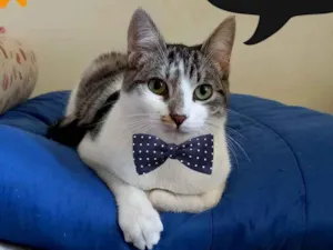 Gato raça SRD idade 2 a 6 meses nome Tody