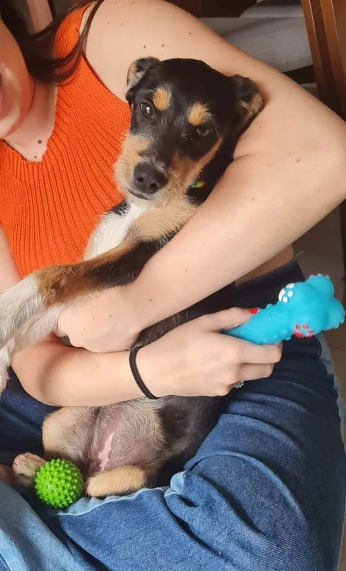 Cachorro ra a Sem raça definida idade 2 a 6 meses nome Paçoca