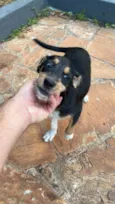 Paçoca
