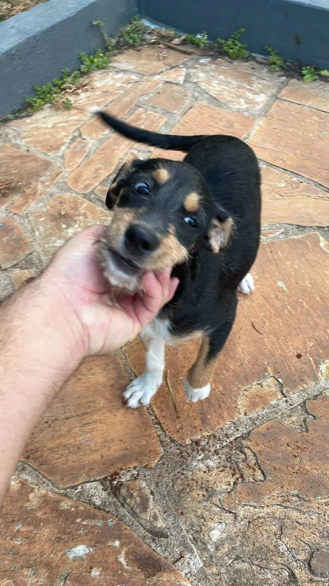 Cachorro ra a Sem raça definida idade 2 a 6 meses nome Paçoca