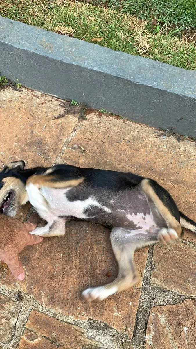 Cachorro ra a Sem raça definida idade 2 a 6 meses nome Paçoca