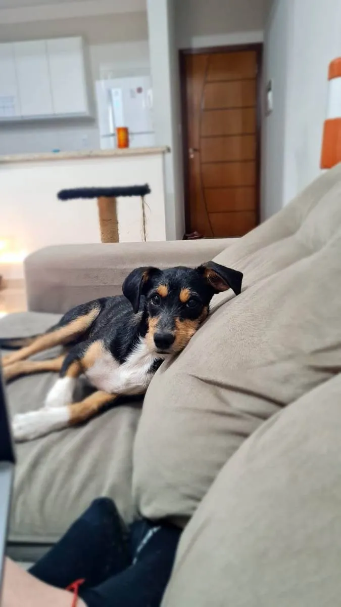 Cachorro ra a Sem raça definida idade 2 a 6 meses nome Paçoca