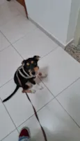 Paçoca