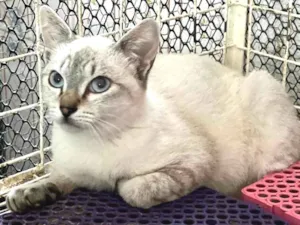 Gato raça Siamês  idade 2 a 6 meses nome TED