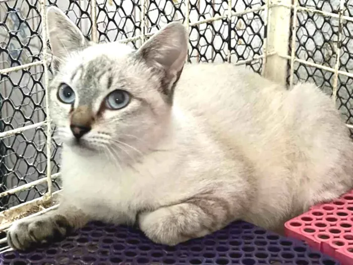 Gato raça Siamês  idade 2 a 6 meses nome TED