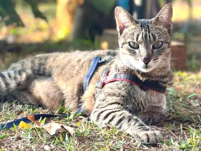 Gato raça SRD idade 7 a 11 meses nome Zara