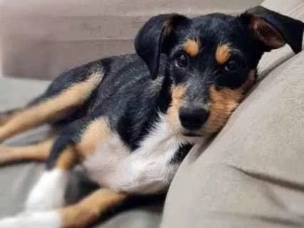 Cachorro ra a Sem raça definida idade 2 a 6 meses nome Paçoca