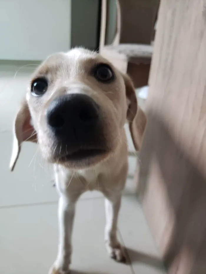 Cachorro ra a SDR idade 7 a 11 meses nome Cacau