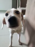 Cacau