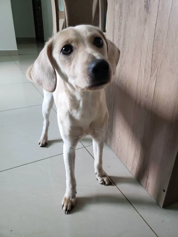 Cachorro ra a SDR idade 7 a 11 meses nome Cacau