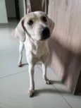 Cacau