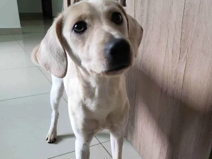 Cachorro ra a SDR idade 7 a 11 meses nome Cacau
