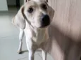 Cacau
