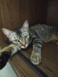 Catarina