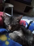 Catarina