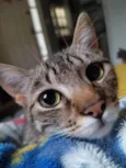 Catarina