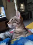 Catarina