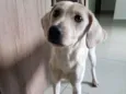 Cacau