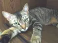 Catarina