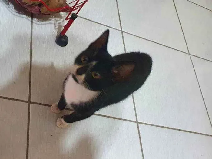 Gato ra a  idade 2 a 6 meses nome Não Identificado