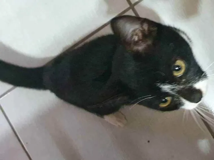 Gato ra a  idade 2 a 6 meses nome Não Identificado